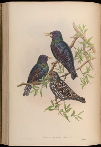 Sturnus purpurascens = Sturnus vulgaris purpurascens - John Gould